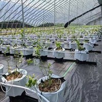 园林防草布