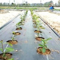 成卷打孔防草布