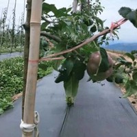 果园除草布