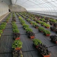 花卉种植打孔防草布