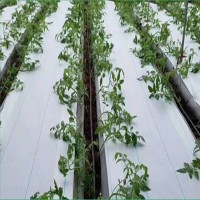 白色防草布