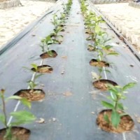 打孔防草布